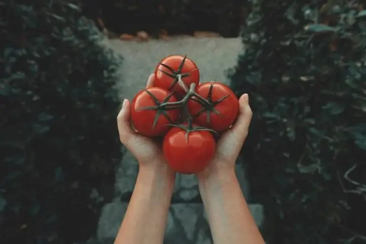hands holding four red tomatoes