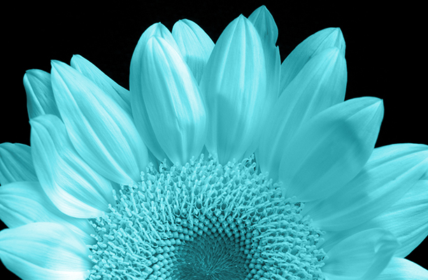 Download 2018 The Year That Daisy Blossomed Daisy Intelligence